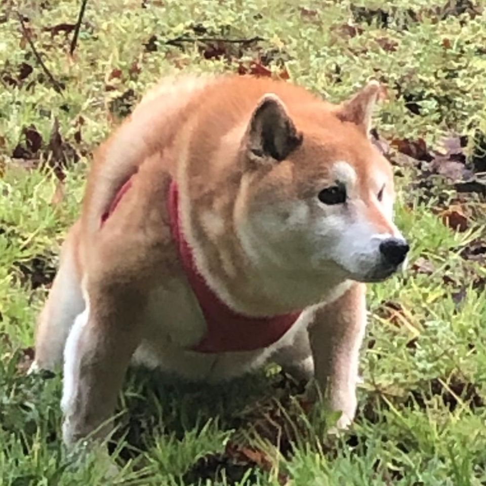 世界趣聞】似足相撲選手的日本柴犬超強肌肉連獸醫也震驚！ - 生活 - 橙新聞
