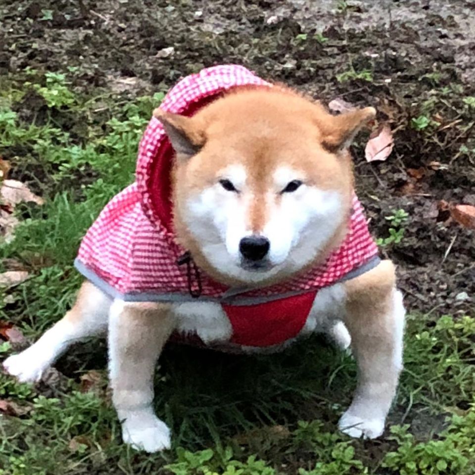 世界趣聞】似足相撲選手的日本柴犬超強肌肉連獸醫也震驚！ - 生活 - 橙新聞