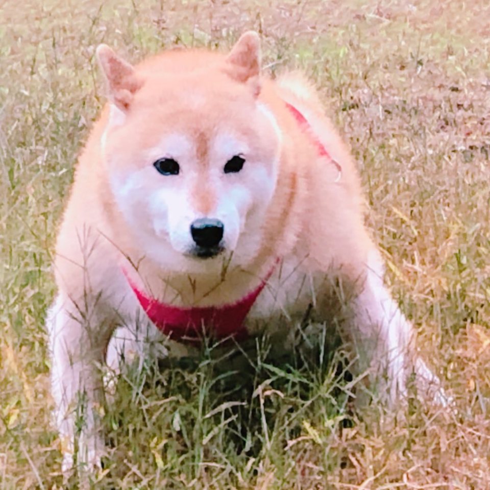 世界趣聞】似足相撲選手的日本柴犬超強肌肉連獸醫也震驚！ - 生活 - 橙新聞