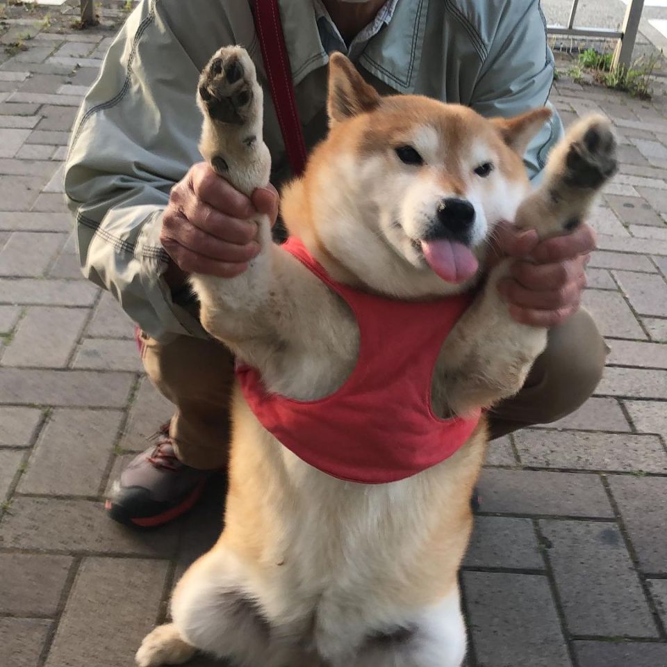 世界趣聞】似足相撲選手的日本柴犬超強肌肉連獸醫也震驚！ - 生活 - 橙新聞