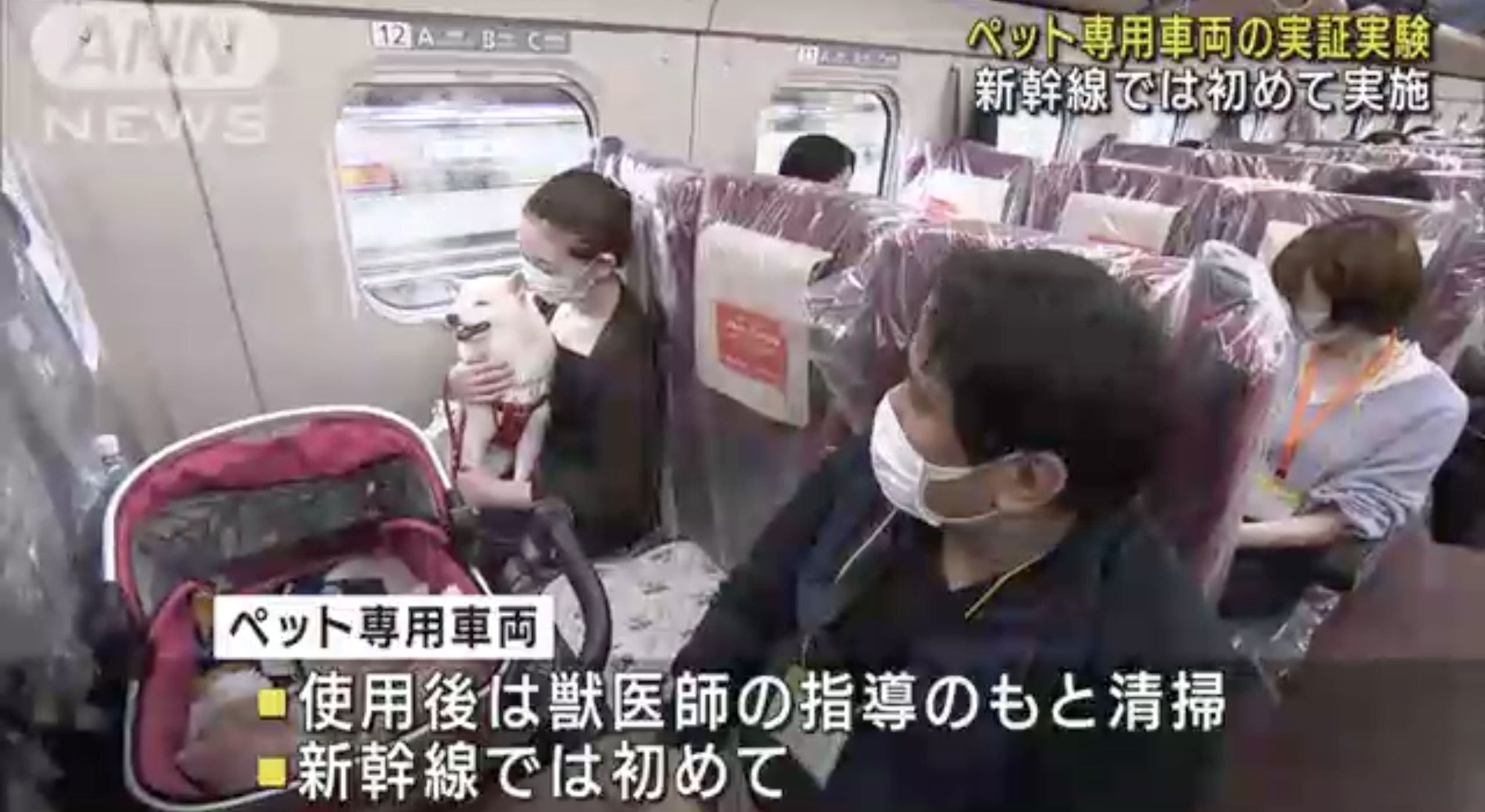 世界趣聞 日本新幹線首試 寵物列車 狗狗走出籠外看風景 生活 橙新聞