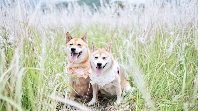 shiba_shibanfamily_282991313_734554054243316_7064037020516617403_n.jpg