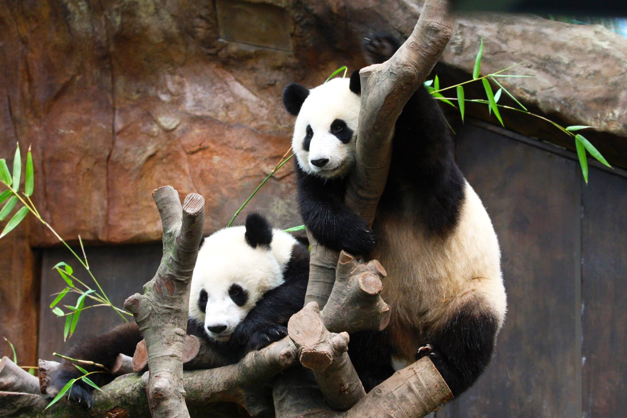 10472801_10152445367821390_8481594344018583869_o.jpg 10472801_10152445367821390_8481594344018583869_o.jpg