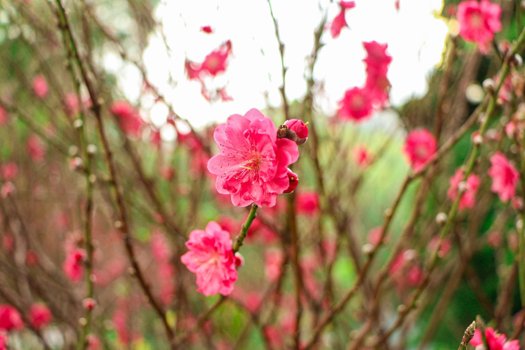 vasvsd.jpg vasvsd.jpg