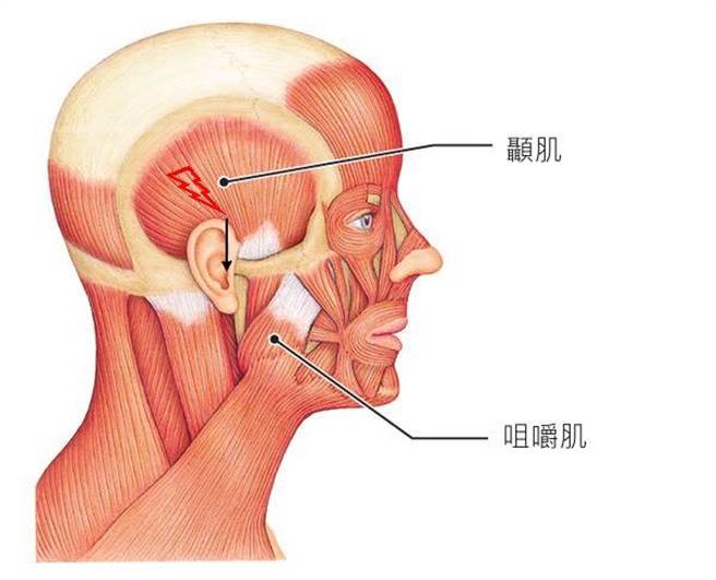 顳肌.jpg
