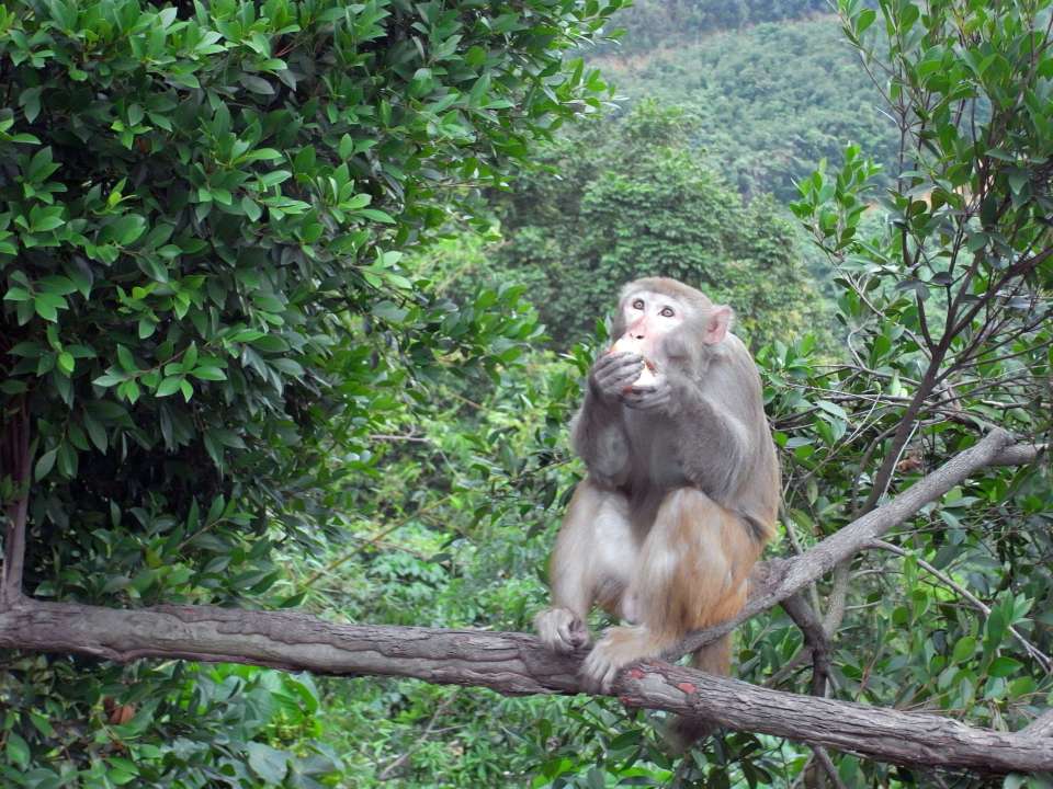 香港志-故事專欄-為何金山成猴子聚居地