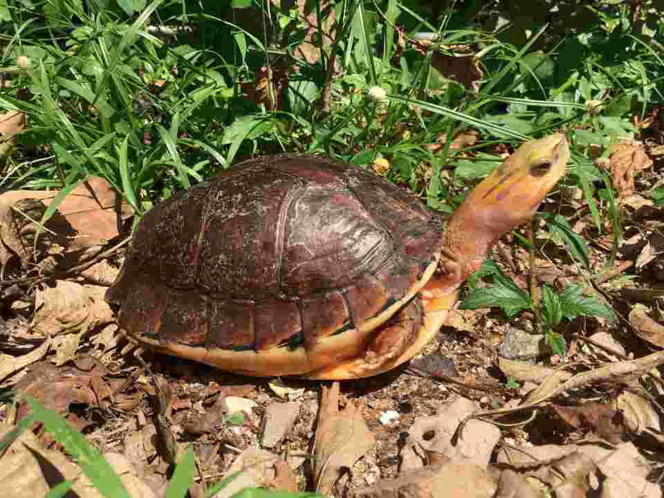 世界烏龜日將至-嘉道理農場推烏龜動物大使傳達保育理念