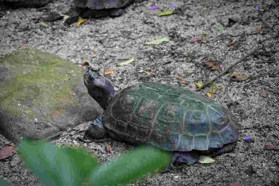 世界烏龜日將至-嘉道理農場推烏龜動物大使傳達保育理念