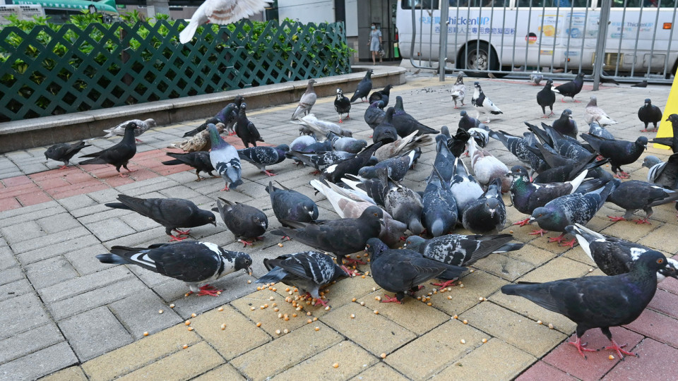 禁餵野生動物條例今刊憲-餵飼野鴿最高罰10萬及監禁1年