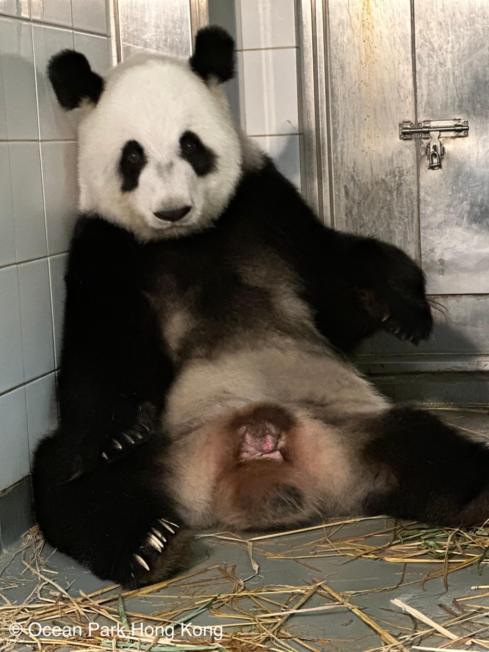 海洋公園-已預留空間給港產大熊貓BB-應不需與父母分離