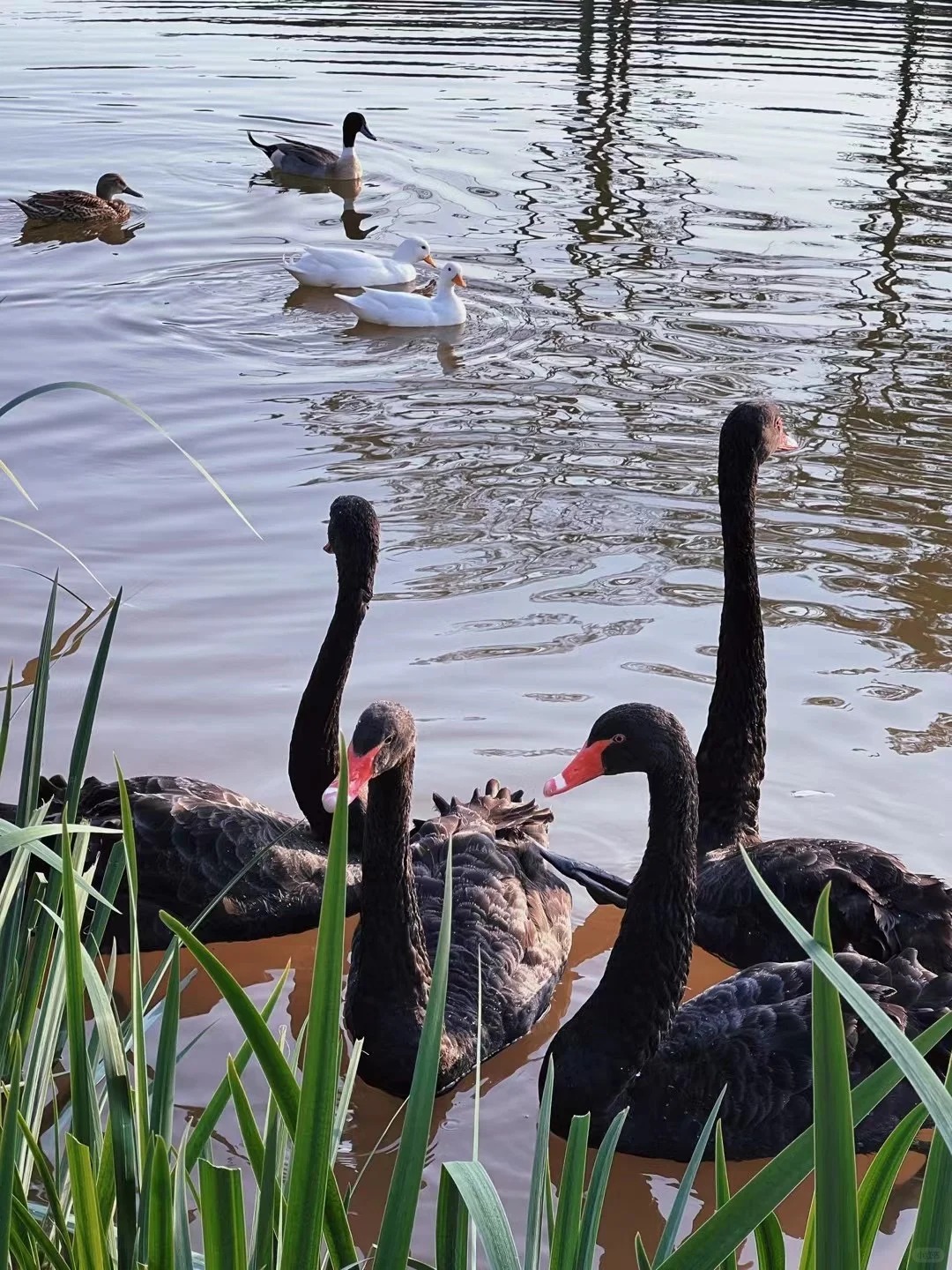 REERGRWE.jpg REERGRWE.jpg