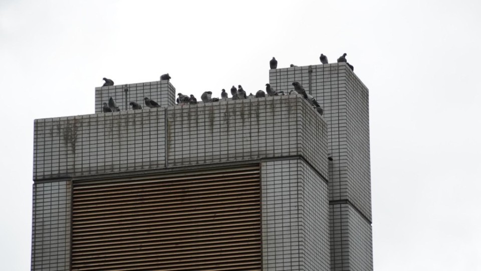 非法餵野鴿-漁護署-明起即時執法不作警告-冀遏非法餵飼活動