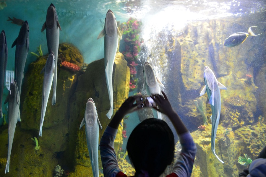 深圳小梅沙海洋世界-5_x2.jpg