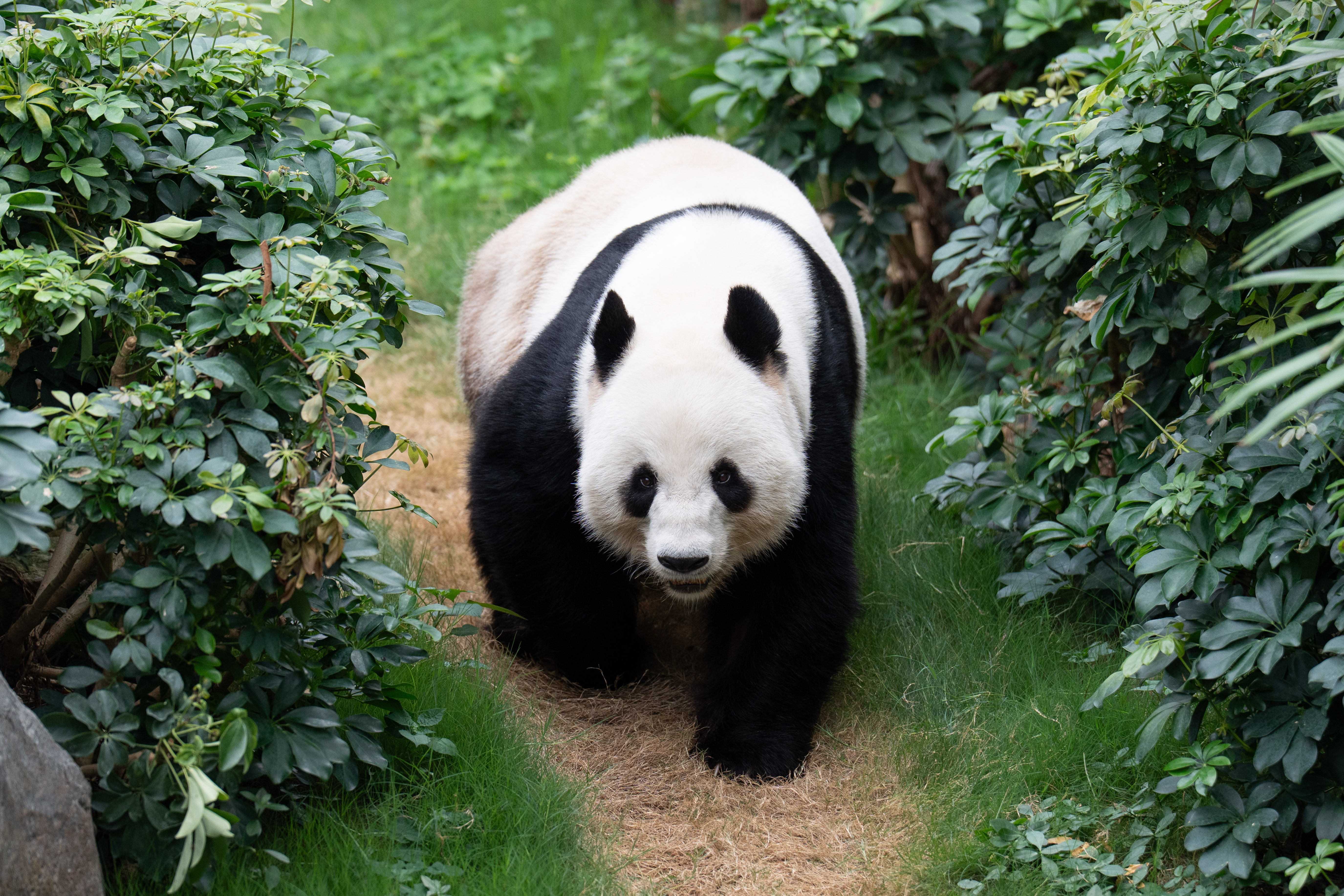 Giant Panda_Le Le.jpg