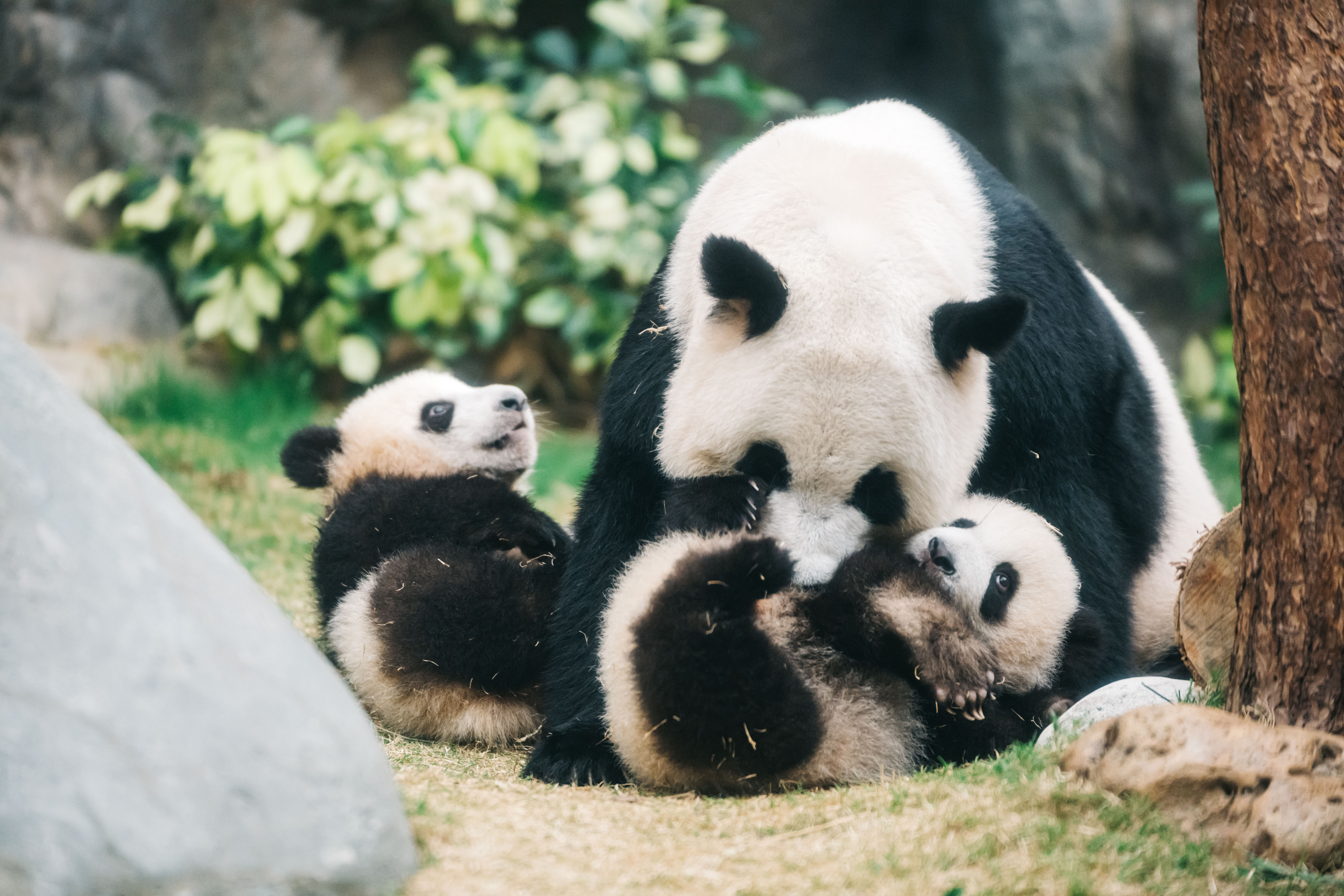 Giant Panda_Ying Ying with Elder Sister (left) and Little Brother (right).jpg
