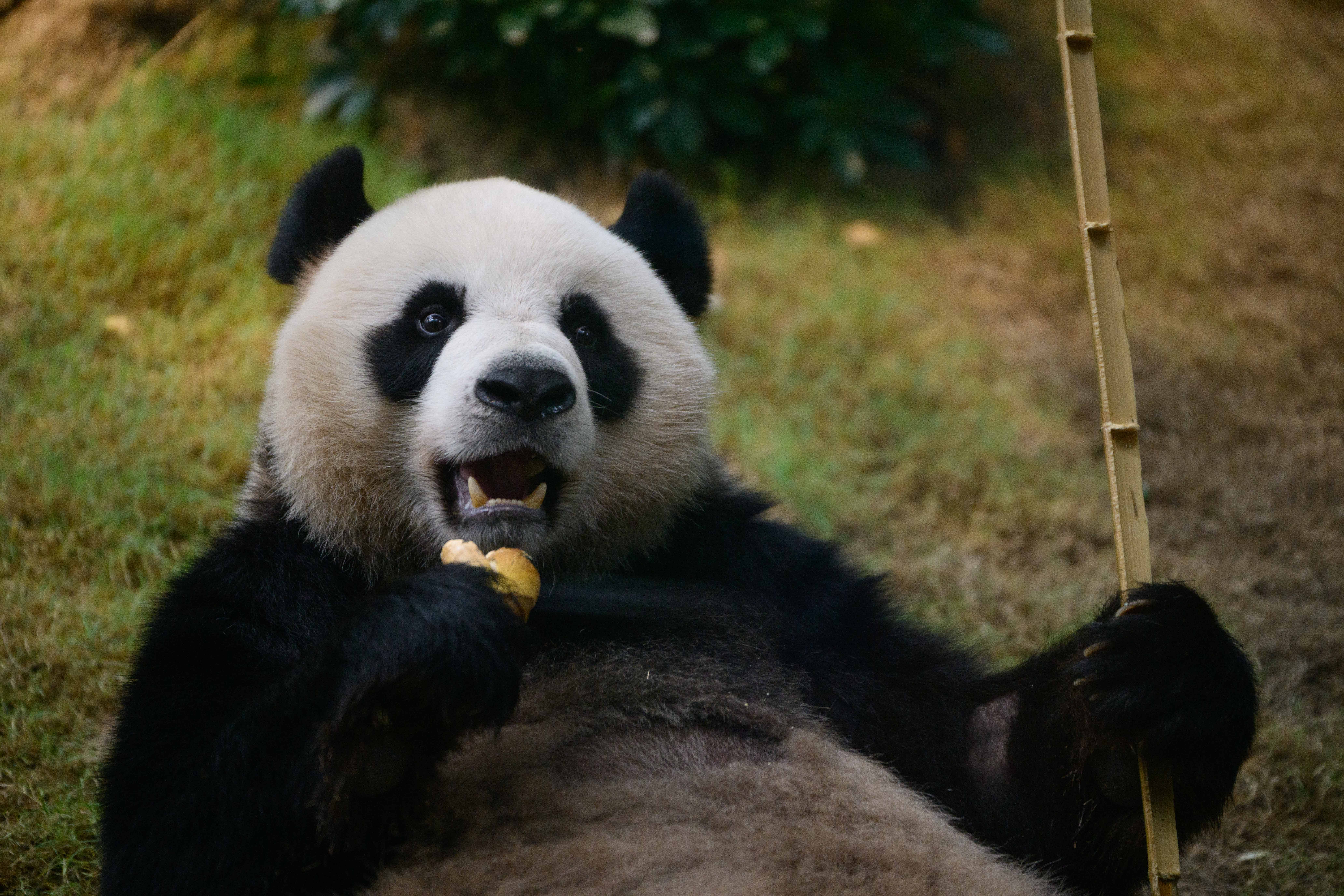 Giant Panda_An An.jpg