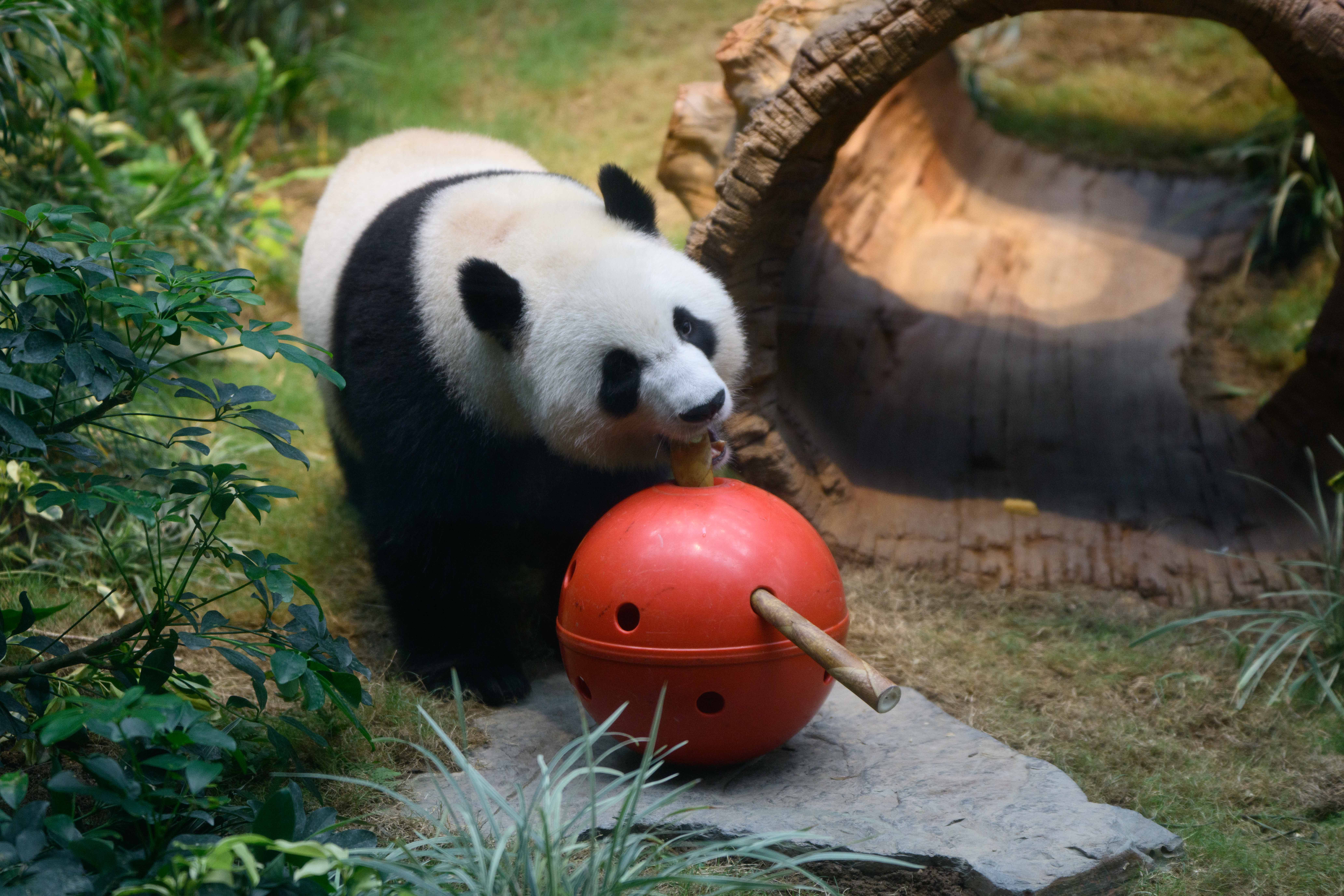 Giant Panda_Ke Ke (1).jpg