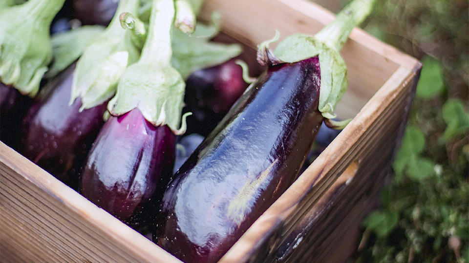 身心有營飲食法則-演唱會前靠藍莓補眼-狂吃過量增腎結石風險-推介4類護眼替代品