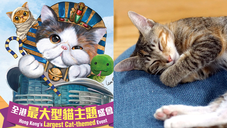 CATOG.jpg