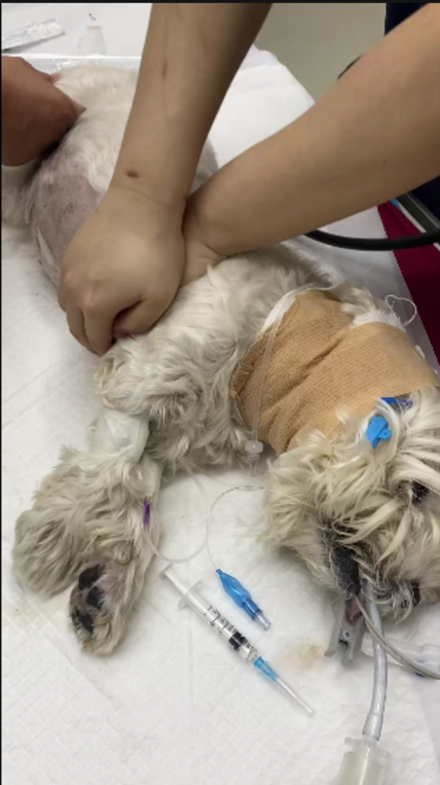 北京首宗寵物中毒刑案一審宣判-狗主辭職追兇3年-投毒者判囚4年