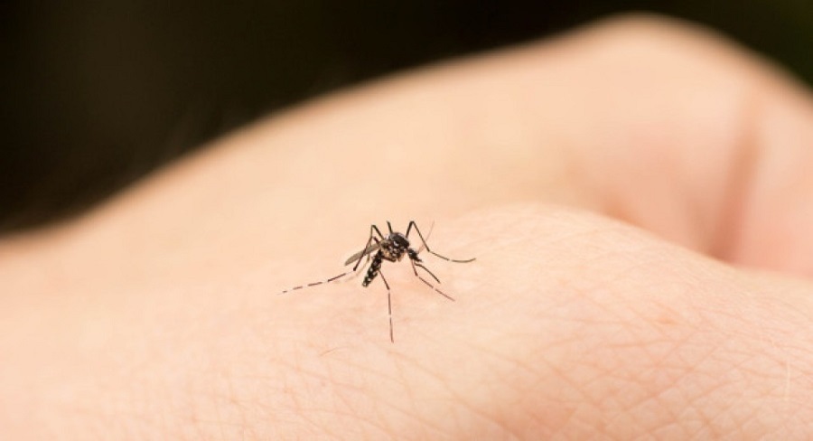 香港錄今年首宗登革熱本地個案-歐家榮-本地傳播風險屬中等水平