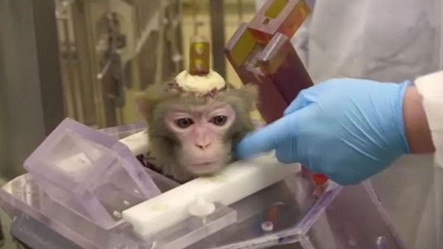 網絡熱話-為做實驗-猴子頭鑽孔兼駁電極-科學家被批殘忍