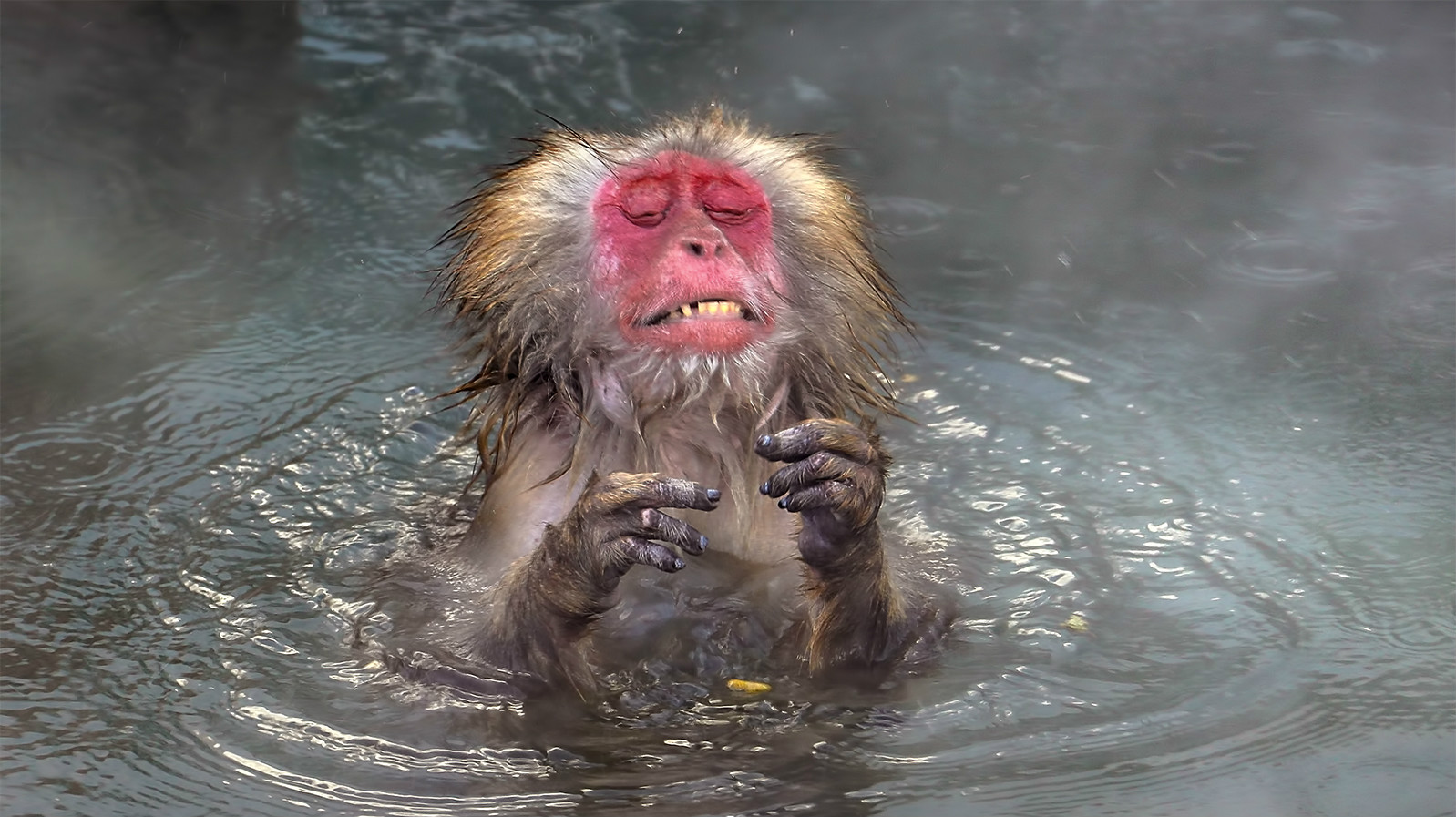 【長野】來「地獄谷野猴公苑」看猴子爽爽泡湯不忘犒賞自己的完美行程 - Yahoo奇摩旅遊