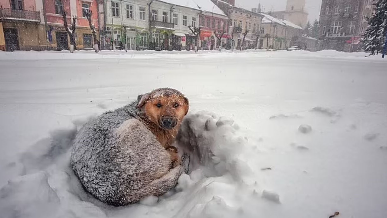 零下11度迷路險凍死 俄羅斯女孩攬流浪狗取暖保命
