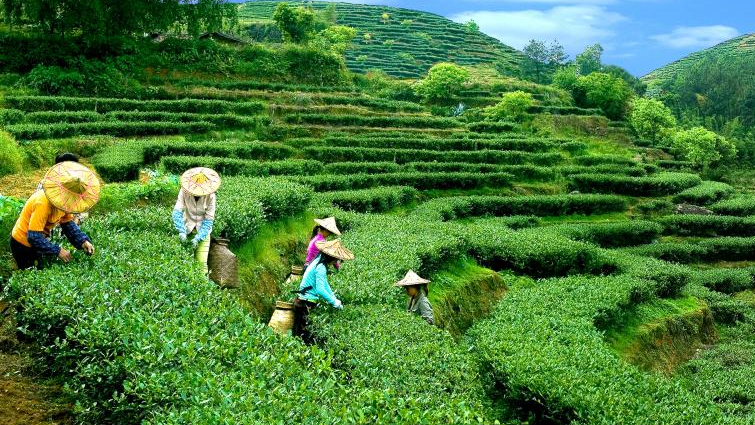 再有三個傳統農業系統申遺成功　中國18項農業文化遺產世界最多