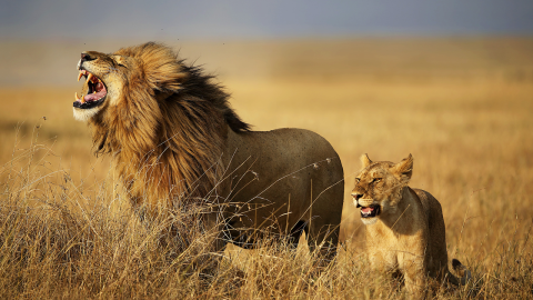 靈氣碧仁│公獅和母獅