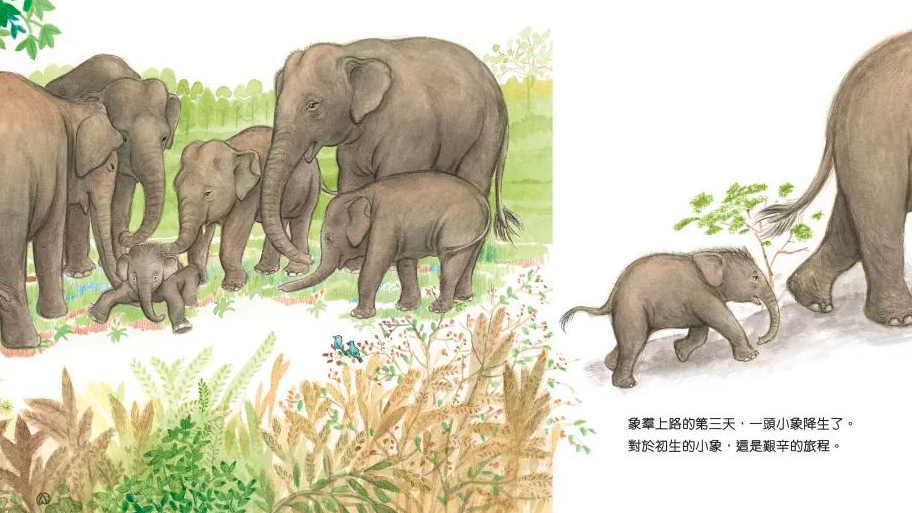 真實故事改編繪本《大象的旅程》 給孩子種下愛護動物的溫柔之心