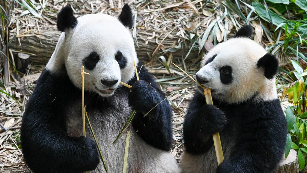中國或向卡塔爾送贈兩隻大熊貓　慶祝世界盃開幕