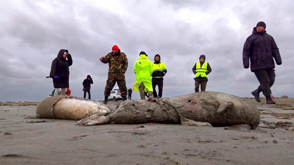 俄羅斯裏海沿岸發現2500海豹死亡　身上無傷痕暫未知死因