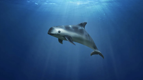 潛看地球三分二｜消失的海豚