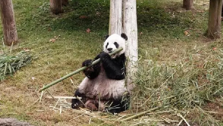 旅美大熊貓「樂樂」離世終年25歲　園方尚未確定死因