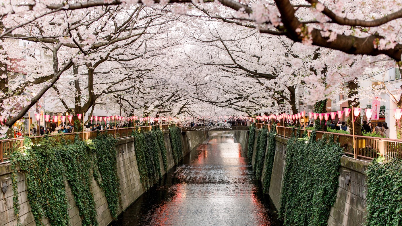 東京櫻花提前盛開！創70年來最早開花記錄
