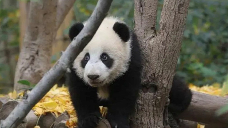 大熊貓「寶新」搶救不果離世　初步死因為急性重症胰腺炎