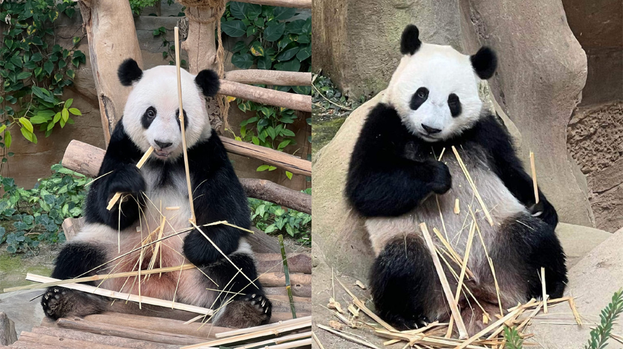 大馬出生大熊貓「誼誼」「升誼」　將於五月返華