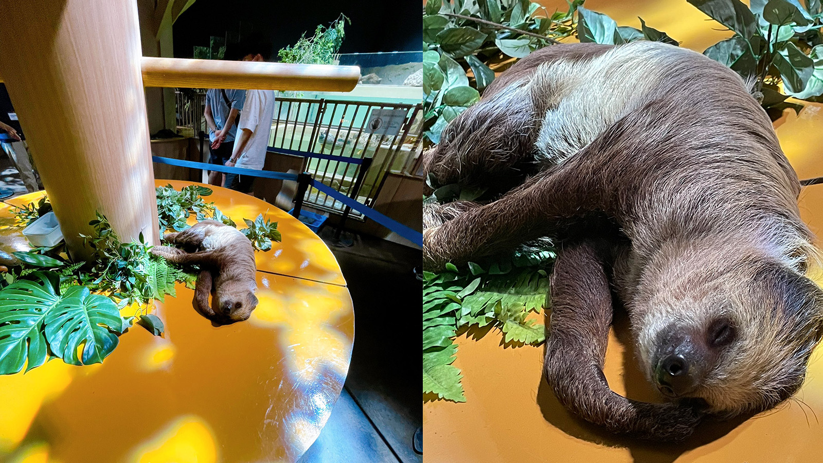 網絡趣聞｜動物園樹懶放棄爬樹直接「躺平」地上-網民笑：懶出新境界！
