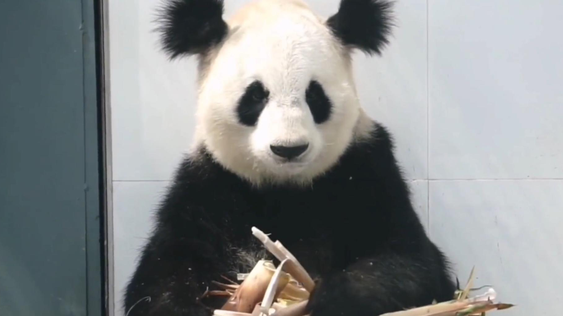 陝西大熊貓「小丫」因尿毒症去世曾因潦草「丸子頭」走紅