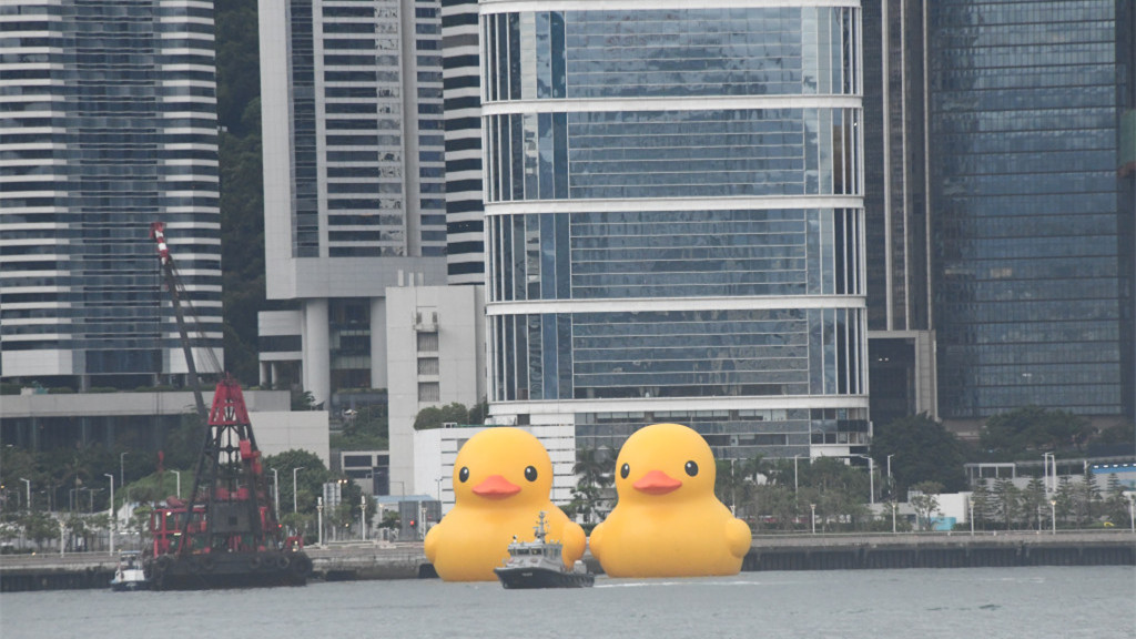 巨型黃鴨昨運抵維港充氣　中午將舉行啟航禮
