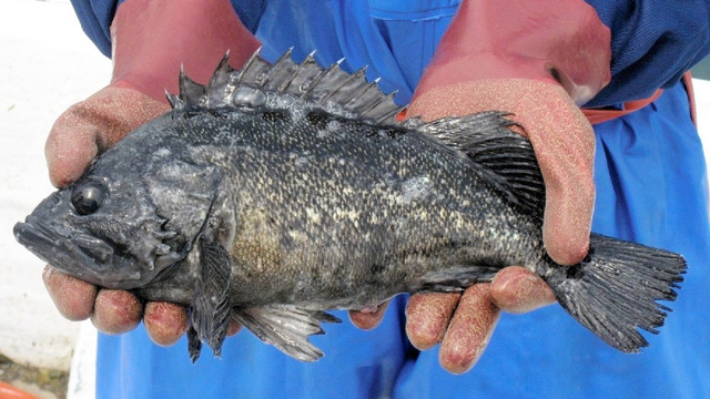 福島海魚體內銫超標180倍　外交部：日方為核污水「洗白」遭事實「打臉」