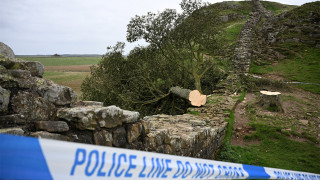 英國著名古木-羅賓漢樹-遭砍斷-警拘16歲-兇手
