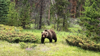 加拿大國家公園灰熊擊斃兩遊客一犬-專家搜獲熊蹤施安樂死