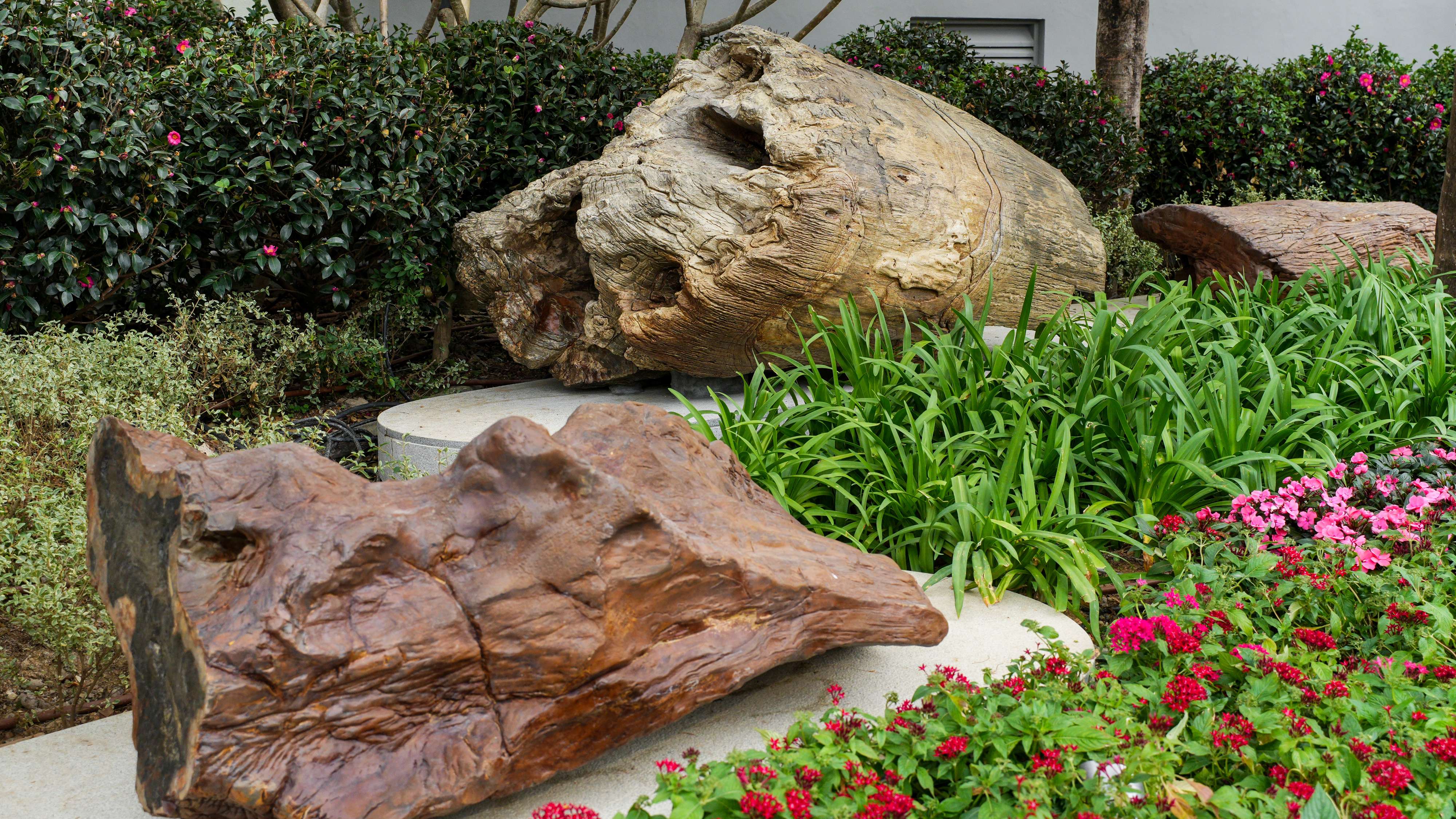 好去處｜荃灣如心園木化石公園首階段開放 展示逾百件博物館級木化石