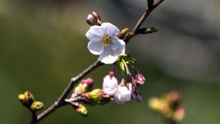 遊日注意-東京櫻花季遲大到-3月29日終於開花11年來最遲