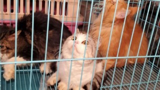 網購寵物-漁護署-設專責調查小組檢視網上動物銷售廣告-或涉釣魚詐騙