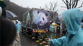 南韓民眾向政府請願續租大熊貓-福寶--園方指無法實現