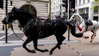 有片-英國皇家騎兵隊有馬匹失控倫敦市中心狂奔-至少四人受傷