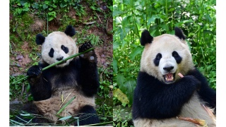 大熊貓-雲川-和-鑫寶-將赴美國-期限10年